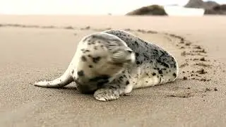 Relaxing music , overlooking the ocean . Music for meditation and sleep. For study.