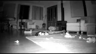 Abbycat