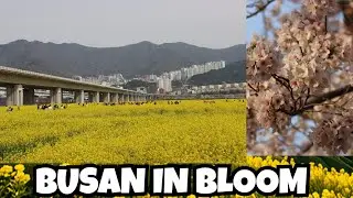 Canola Fields Bloom in Busan 2024: End of Cherry Blossoms II Fields of Gold