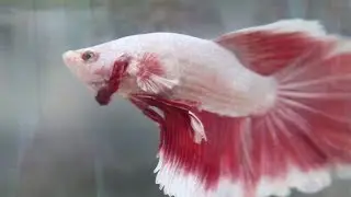pez betta cuando comen larvas por primera vez
