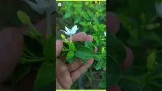 How to care bhutan Tagar / sri Lankan tagar / bhutan mallika | plantinfo
