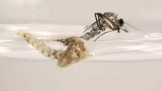 Eliminate Dengue with Abate&reg; by BASF