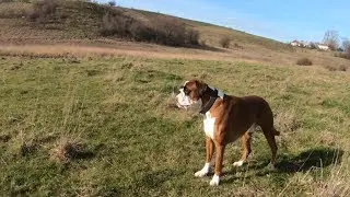 Boxer Dog Rex New Explorations - Chasing Rabbit!