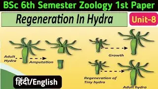 Regeneration in Hydra in Hindi//BSc 3rd Year 6th Semester Zoology 1st Paper//Regeneration in Hydra