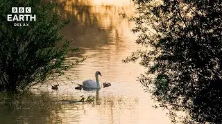 Earth’s Greatest Rivers | Peaceful Wildlife & Flowing Landscapes | BBC Earth Relax