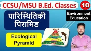 Meaning of ecological pyramid What is ecological pyramid? Meaning of ecological pyramid