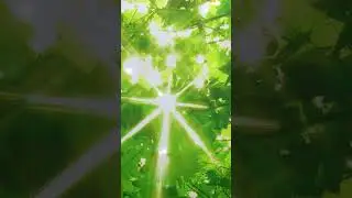 Open Heart Alignment: 639Hz Heart Chakra Morning Affirmation with Reiki Infusion