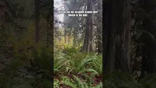 #forestcreatures #Gaia #trees #forestsounds #rain #selfcare #choosehappy #magic