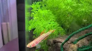 fundulopanchax gardneri gold