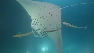 Maldives Beneath the Surface | WhitePearl liveabord 2025