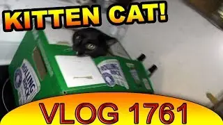 Steakems and a Crazy Cat