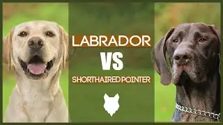 LABRADOR VS GERMAN SHORTHAIRED POINTER