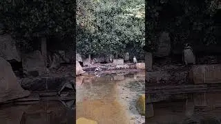 Dublin Zoo #shorts#zoo#dublin#ireland#youtubeshorts#birds#animals#short#video#viralvideo#animal