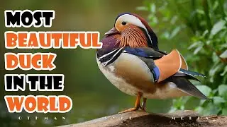 Mandarin duck | Most beautiful duck in the World | Ducks for kids | মান্দারিন হাঁস