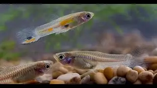 Alex SciChannel: Decorative Fish Breeding and Morphs