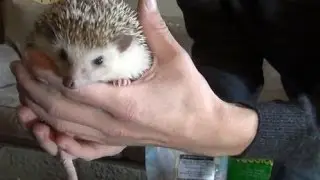 Hedgehogs - WHAT TO FEED THEM