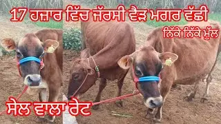 17 ਹਜ਼ਾਰ ਵਿੱਚ ਜੱਰਸੀ ਵੈੜ ਮਗਰ ਵੱਛੀ ਉਡਦੀਆਂ ਵਾਲੇ ਰੇਟ ਦੋ ਵੈੜਾ ਜਾਇਜ਼ ਰੇਟ /cow for sale /cheema dairy farm 