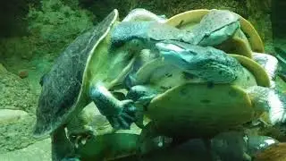 I found these three turtles stacked upon each other mating