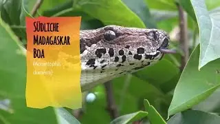S&uuml;dliche Madagaskarboa
