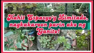 MGA PANANIM SA AKING MUNTING GARDEN by BHING - Gardening