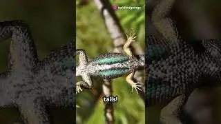 Idaho's Blue Belly Lizard! #shorts #Idaho #science #facts #reptiles #animals #lizards #blue