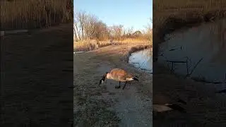 Gander Eating on the Trail. Canada Goose Mate Nearby on Nest. #Geese #Birds #Couple #Food #Shorts.