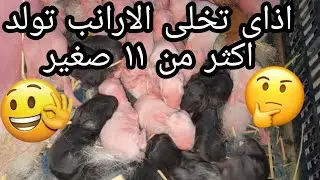 اعرف اذاي تخلى الأرانب تولد اكثرمن ١١ صغير فى مشروع تربية الأرانب مع زياده فى حجم الخلفات للمبتدئين