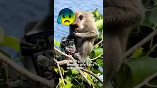 Monkey in bali steals tourist's phone while it's recording #shorts #viral #comedy