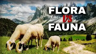 DIFFERENCE BETWEEN FLORA AND FAUNA