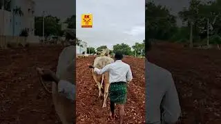 Vetapalem Tiger