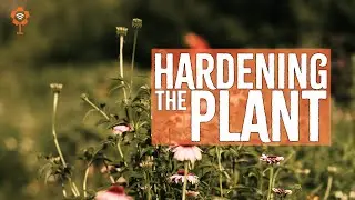 From Seed to Success: The 'Plant Hardening' of Entrepreneurs