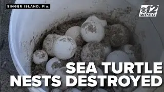 Expert says numerous sea turtle nests destroyed on Singer Island