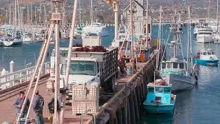 Santa Barbara Fish Market - Sea Urchin Unloading  - Behind the Scenes