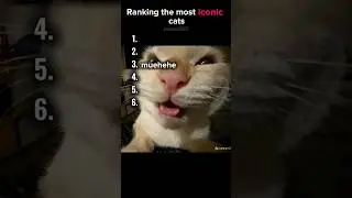 iconic cats #memes #cat #relatable #truedialogue