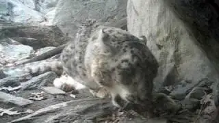 Snow Leopard, Himalayan Highlands Bronx Zoo - January 2009