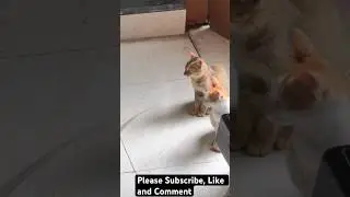 &ldquo;Heart-Melting Mama Cat Grooms Her Tiny Kittens &ndash; Pure Feline Love! 😻🐾 #CatShorts&rdquo;
