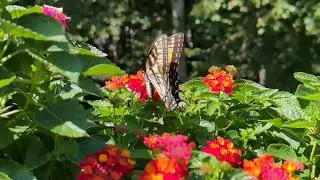 Eastern Tiger Swallowtail butterfly (Papilio glaucus) 8xslowmo