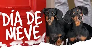Perritos atrapados en la nieve planeando conquistar el mundo 🌏