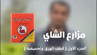 1 رحلتنا لمزارع الشاي في سيلان مع أكبر شركات الشاي ( شاي الوزة ) من قطف الورق والتصنيع الى التعليب