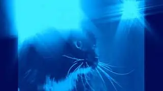 Talking Cat Says Oh Long Johnson But I Vocoded It