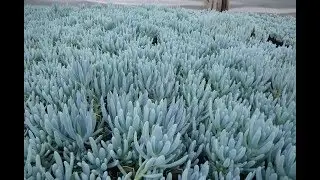 Senecio Serpens Plant Image