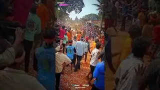 agora chotu#hatti habba #jalli Kattu#shorts#bull