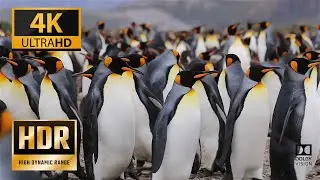 Vahşi Doğanın Huzuru 4K &ndash; Relaxing Wildlife Documentary with Calm Music 🌿