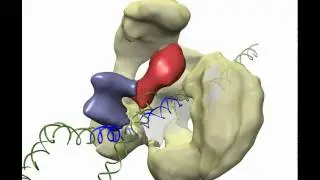 Transcription activation by yeast TFIID, TFIIA and Rap1
