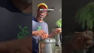 Making moringa powder #moringa #moringapower #medicinalplants #andrethefarmer #growyourownfood