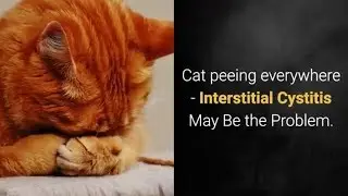 Cat peeing everywhere - Interstitial Cystitis May Be the Problem
