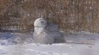 North American Snowy Owl settles into its spot in the snow to wait, watch and look about