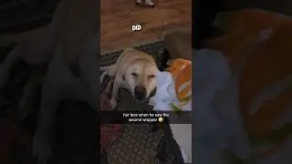 I believe this dog is innocent 😂