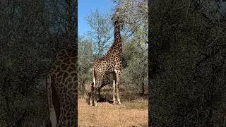 Wow!!!watch his height🦒 #Tallest giraffe in kruger😊