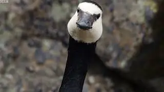Chick Falling to Halo Cliff